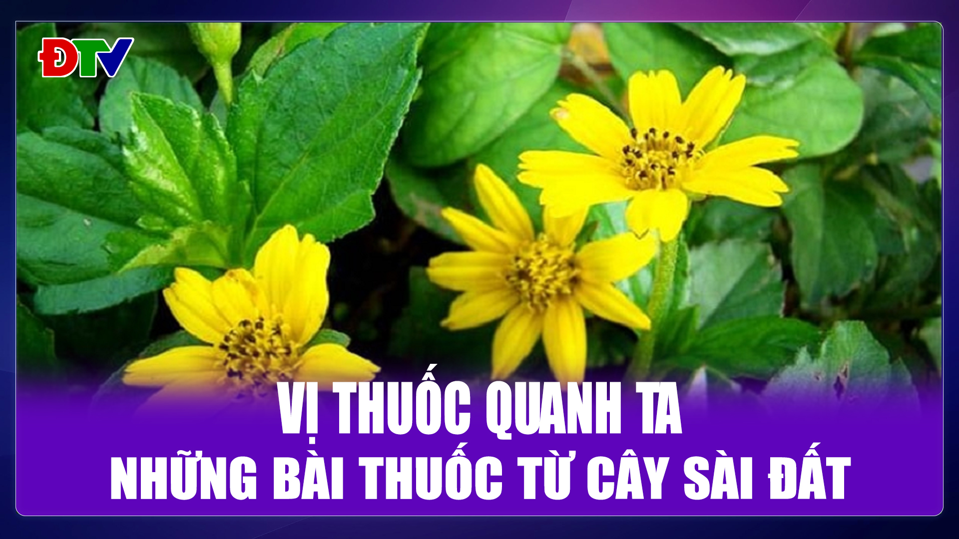 Những bài thuốc từ cây sài đất