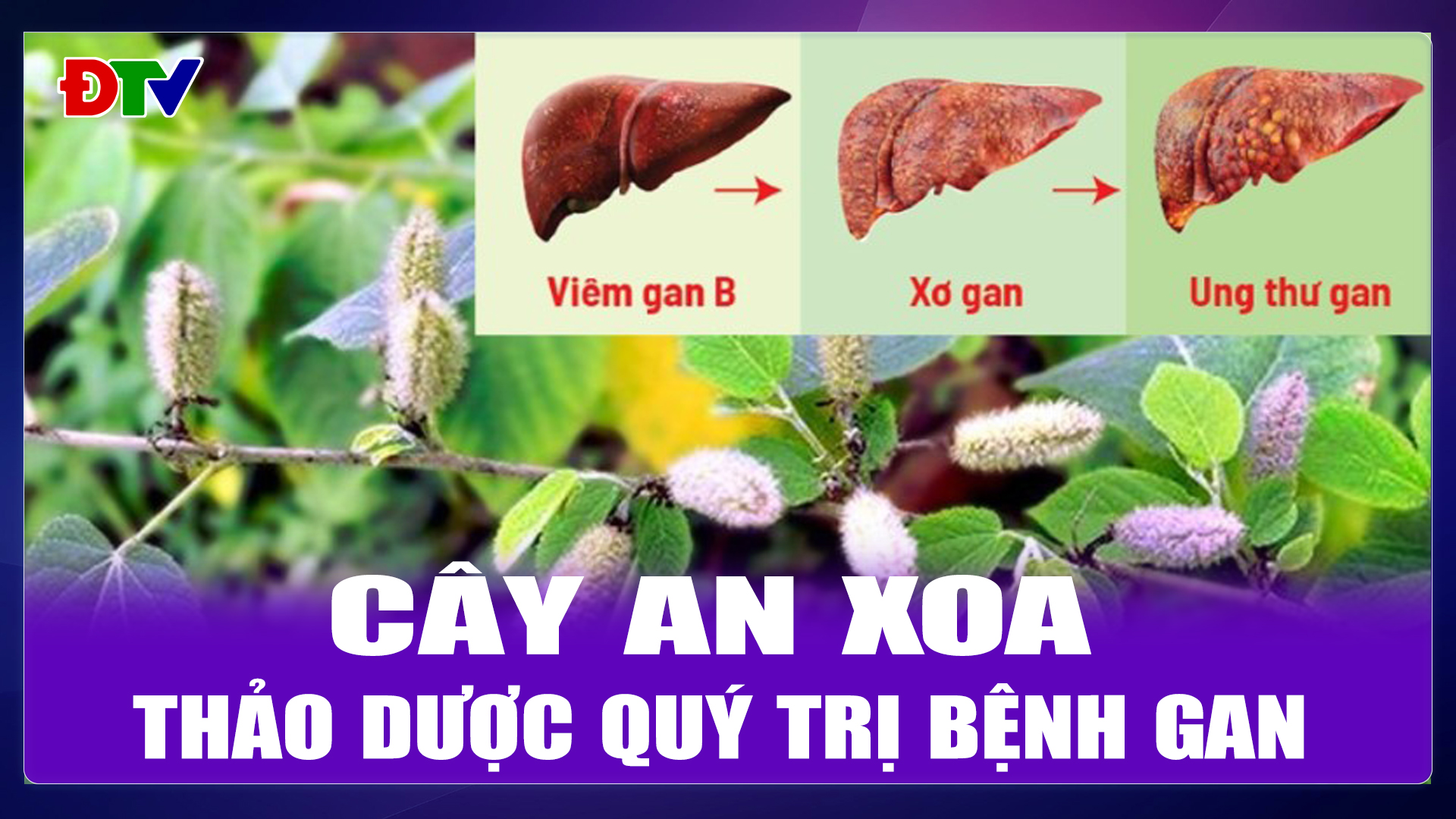 Cây an xoa, thảo dược quý trị bệnh gan